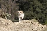 GOLDEN RETRIEVER 519